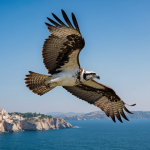 découvrez les fascinants passages migratoires des balbuzards et faucons le long du littoral. suivez leur incroyable voyage, les périodes phares et les meilleurs moments pour les observer en nature.