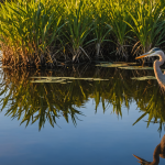découvrez les meilleurs parcs et espaces verts de miami pour l'observation des oiseaux. partez à la rencontre d'une faune aviaire variée dans un cadre naturel exceptionnel.